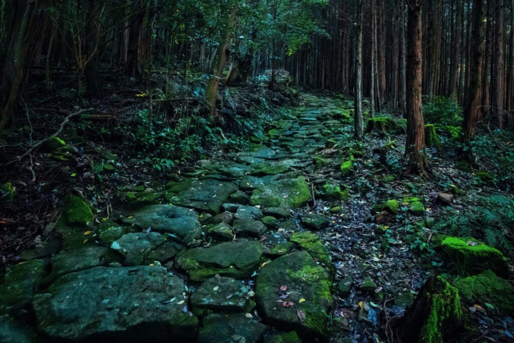 薄暗い森の中にある苔の付いた石畳の道の画像